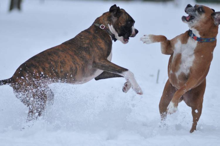Let it snow3