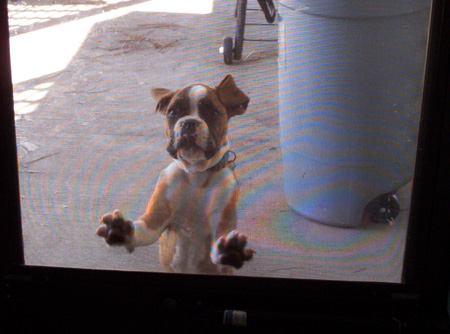 Let me in!