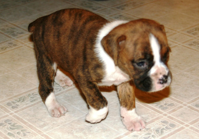 Let me introduce you to Kronk!