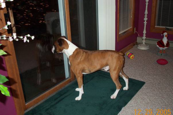 Let me out!  I'll get that cat!!