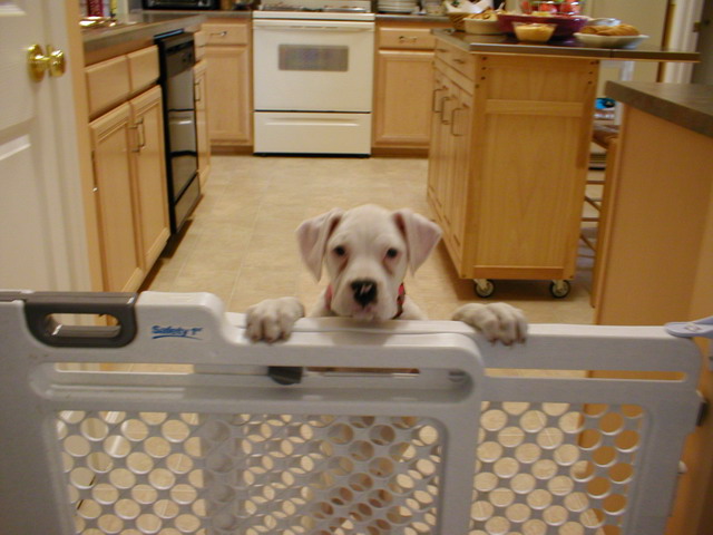 let me out