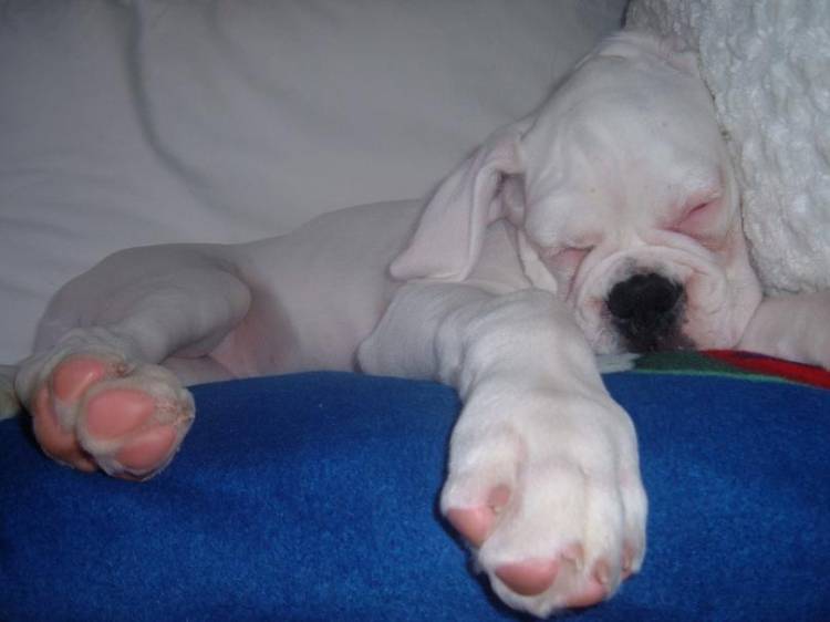 let sleeping dogs lie!