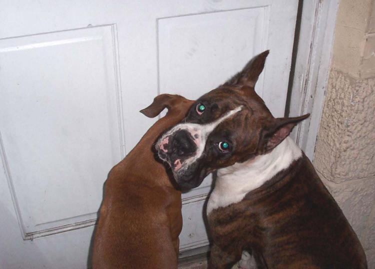 Let us in Dad!