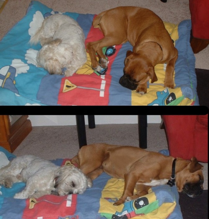 Let's lay this way... no, let's lay that way!