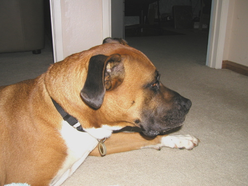 Lets play guess my mix! Part Boxer, part .. ?