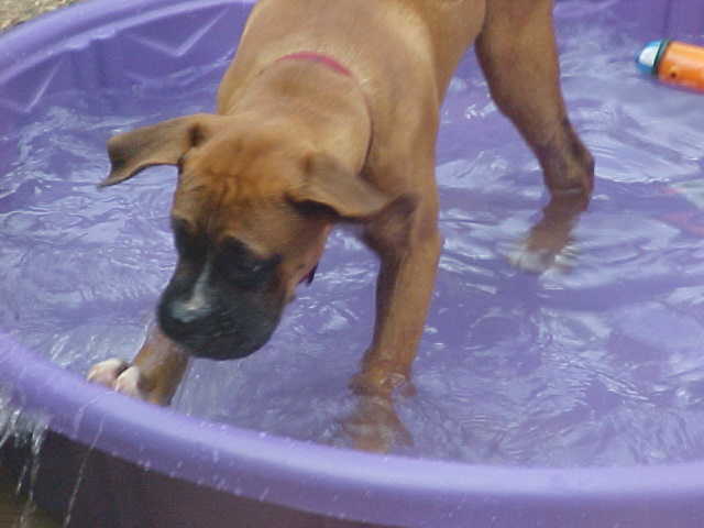Let's Splash