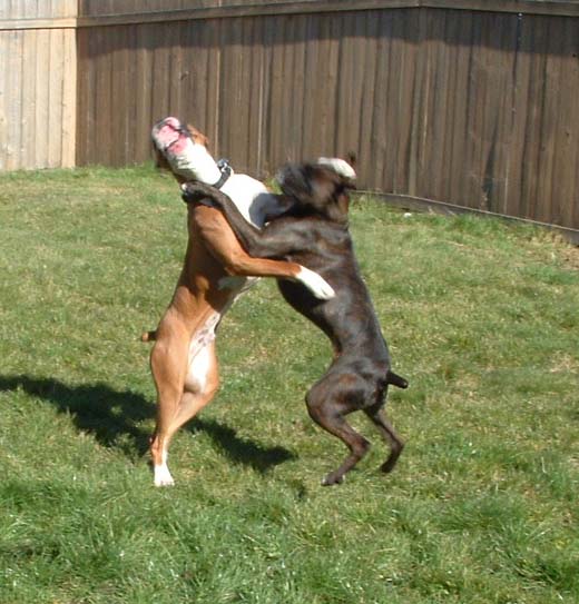 Let's Tango!