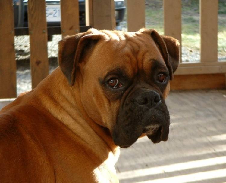 Lewis 3 yrs.
