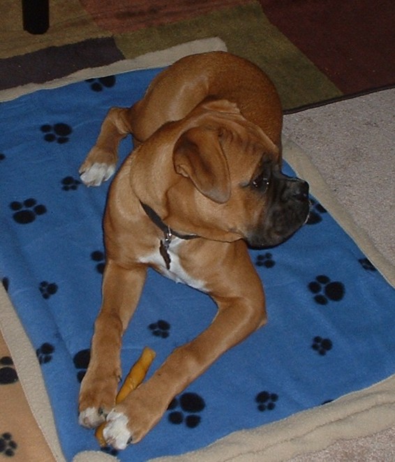 Lewis - 6 months