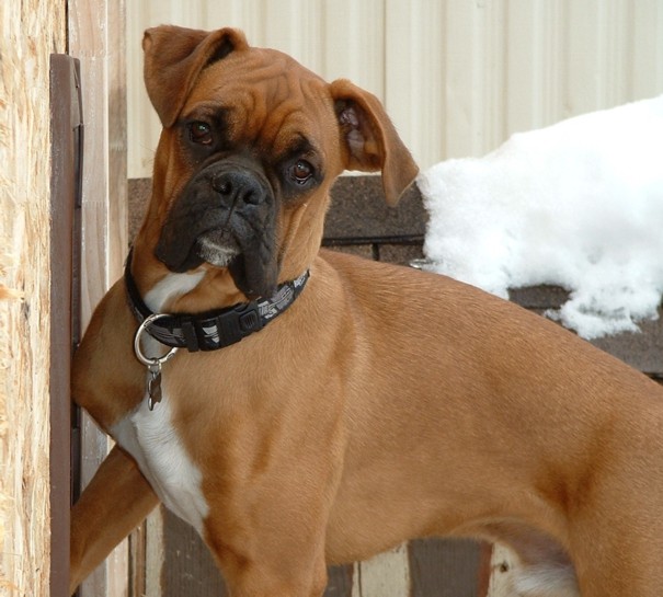 Lewis - 8 months