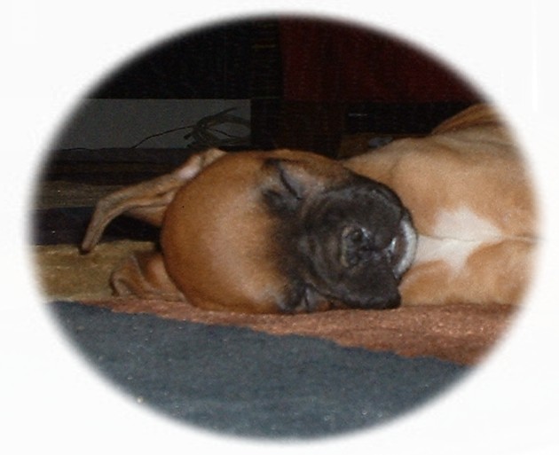 Lewis 8 wks.