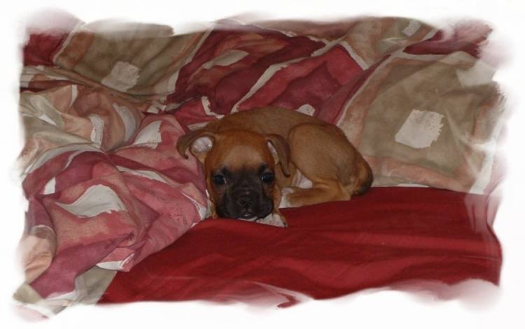 Lewis 8 wks.