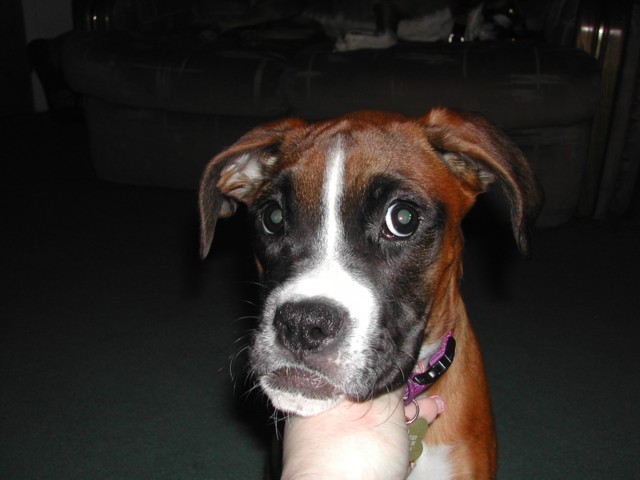 Lexi 18 wks - aren't I cute!!!