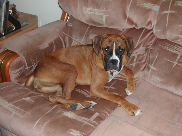 Lexi -8 months