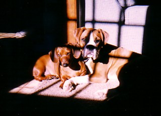 Lexi and Sugarbear