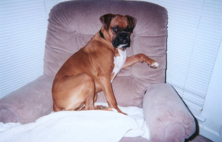 Lexi in her favorite chair