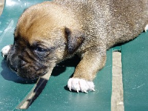 Lexi_-_4wks