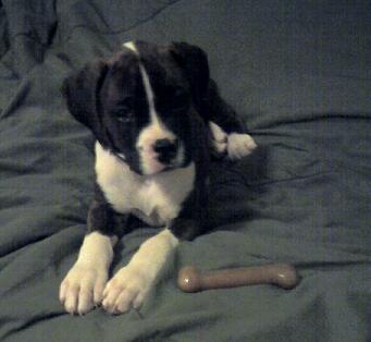 Lexie 8 Wks Old