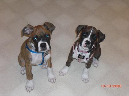 Lexie & Bentley Posing in the Kitchen