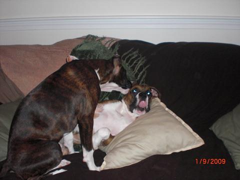 Lexie Cleaning Bentley's Ears