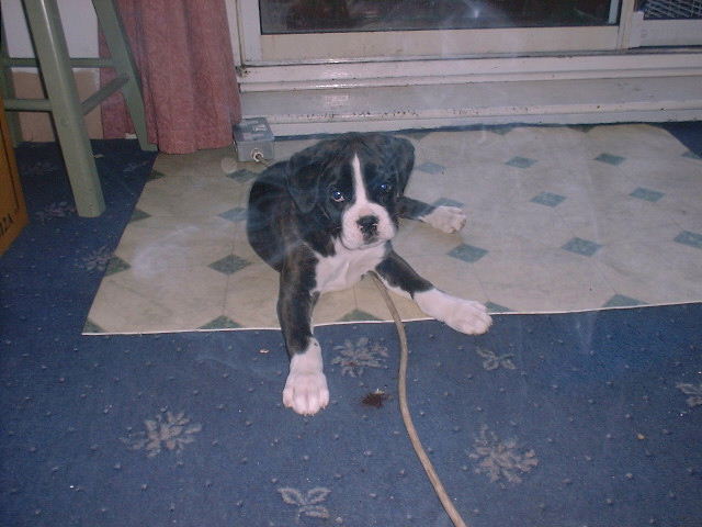 lexy at 9 weeks old