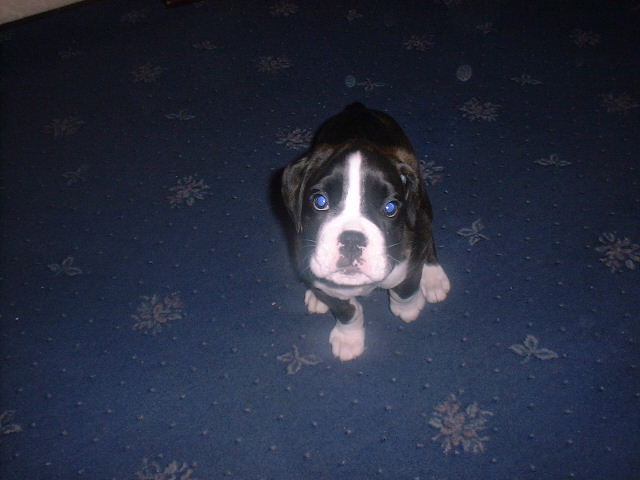 lexy