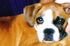 Libby