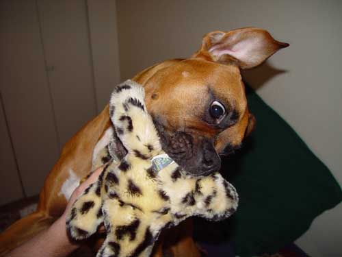Liberty with her toy cat