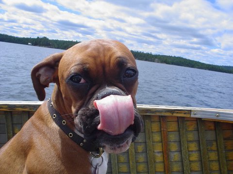 Lick that nose