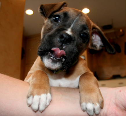 Lick