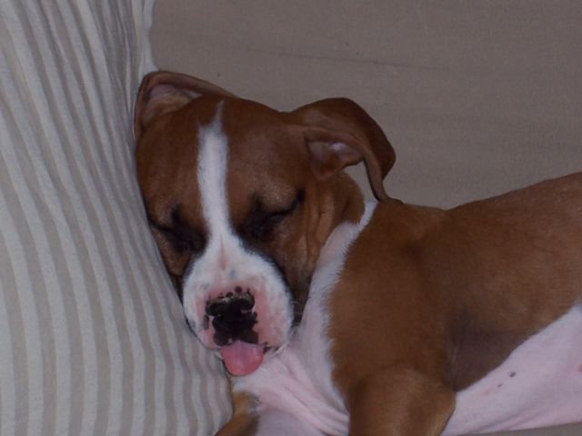 Lickin' some ZZZZZ's