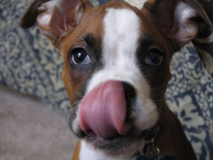 Lickin"