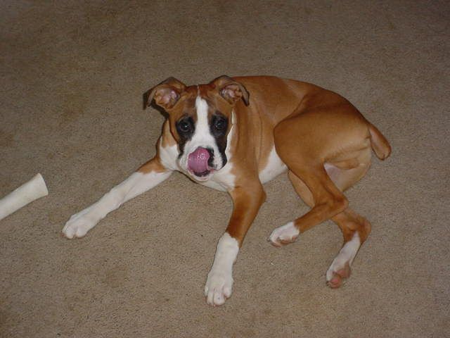 Licking his nose