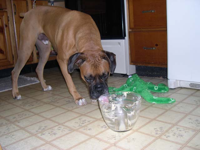 Licking the bowl