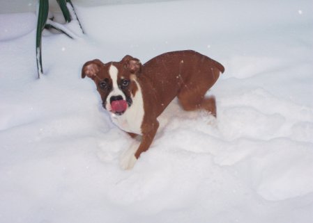 Licking Up Those Tasty Snowflakes!