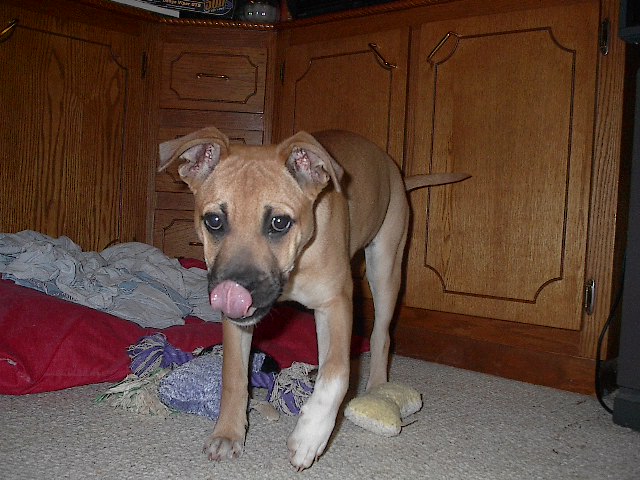 Licks on the way