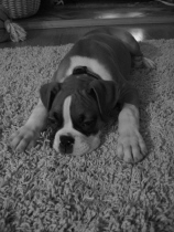 Life is hard being a boxer puppy