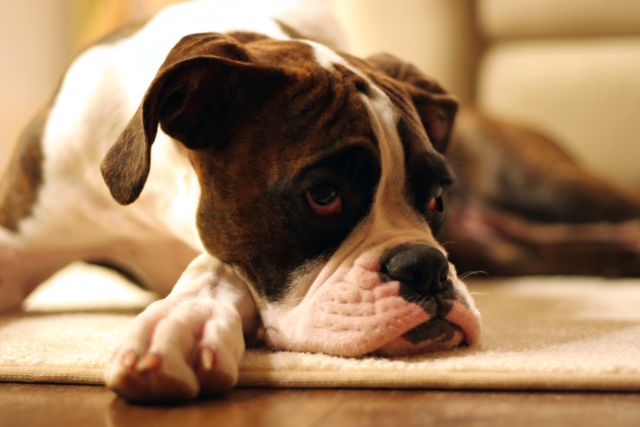 Life is hard for our boxers!