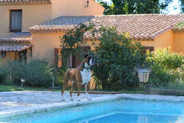 Lifeguard on duty