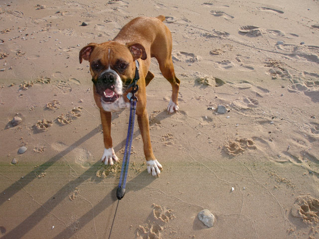 Life's a Beach