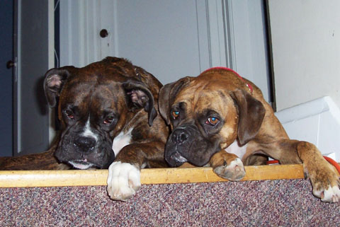 Life's RUFF when you are a boxer!