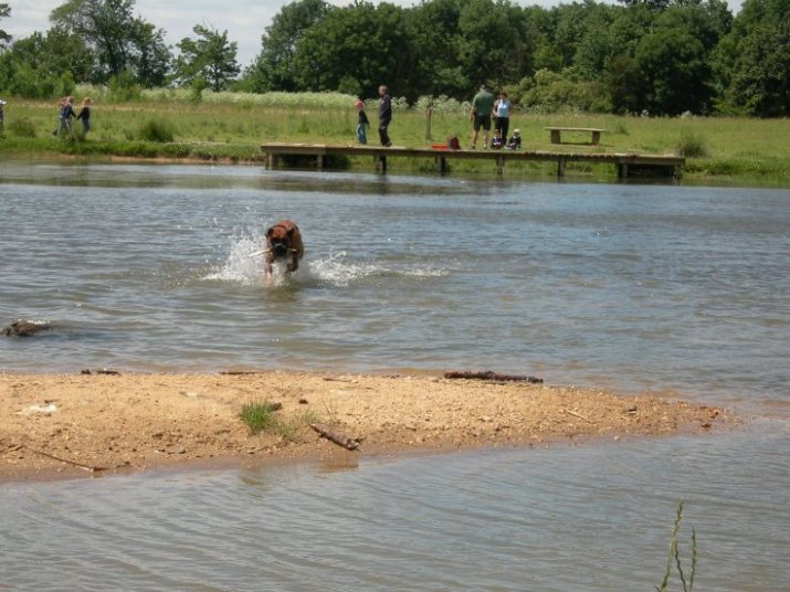 Like a Fish