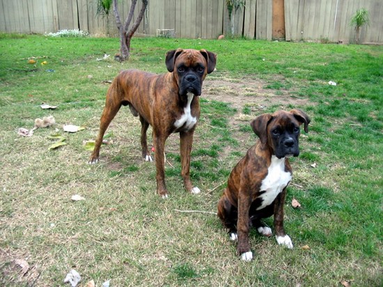 like father like son