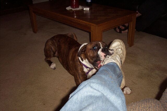likes daddy's shoe