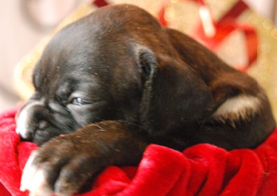 Lil' Baby Josie!