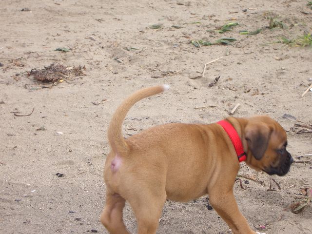 Lil Charlie at the beach