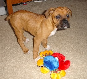 Lil Cutie