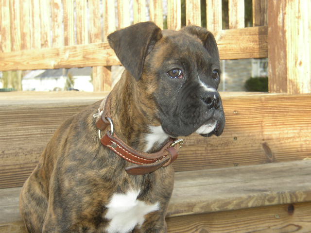 lil.Dozer Boy