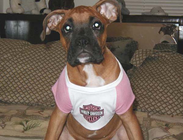 Lil' Harley Girl
