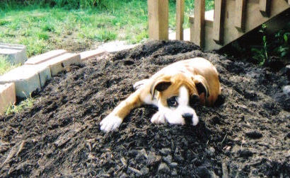 lil Libby, mama's garden helper